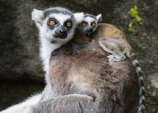 Philadelphia Hayvanat Bahçesi